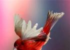 Домашняя канарейка. Канарейка птица. Образ жизни и среда обитания канарейки Канарейка перелетная